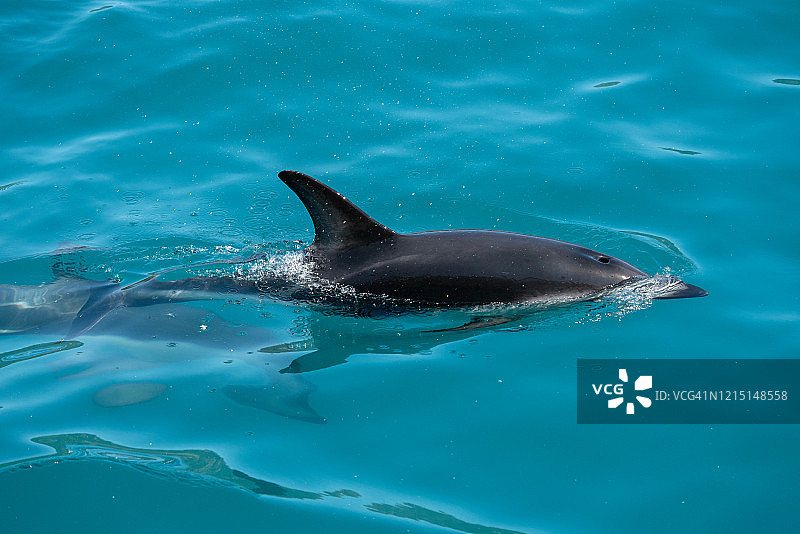 Dusky dolphin, kaikura，新西兰图片素材