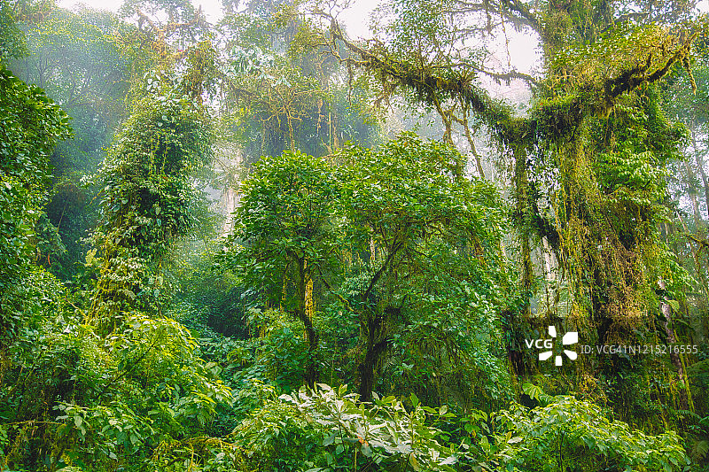 安第斯山脉热带雨林图片素材