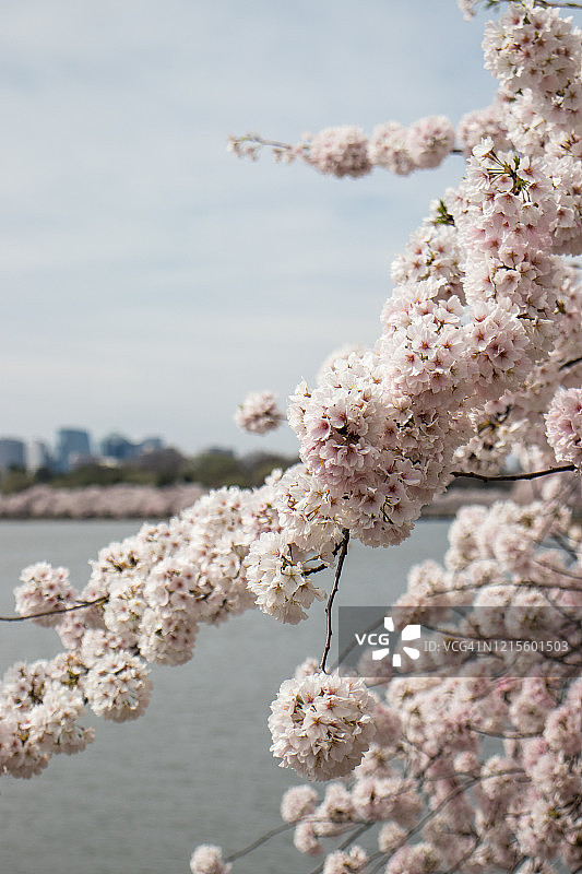 在国家樱花节期间，春天在华盛顿特区绽放图片素材
