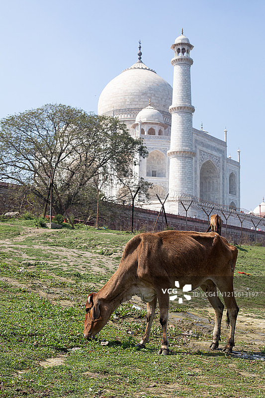 马和泰姬陵，印度图片素材
