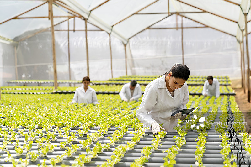 在水培作物中监督生菜生长的拉丁美洲工人图片素材