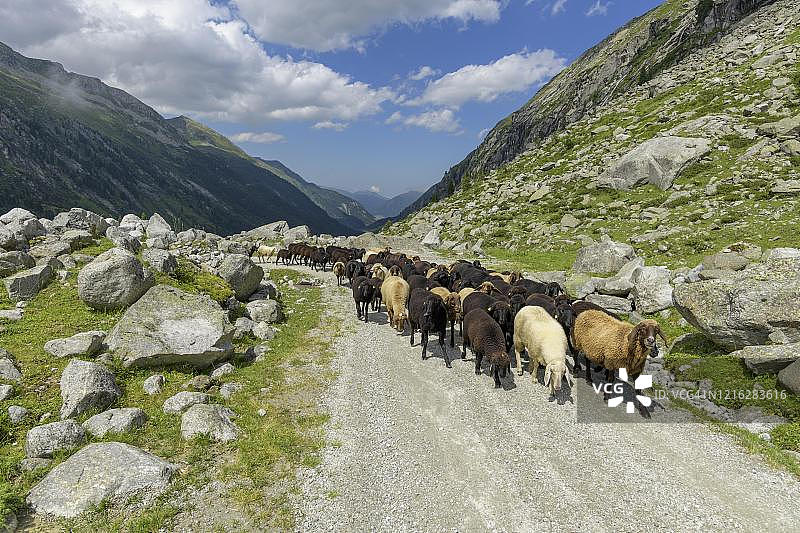 有一群羊，NP Hohe Tauern, Obersulzbachtal, Salzburg，奥地利图片素材