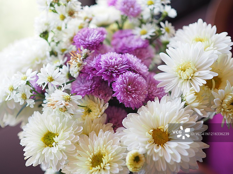 非洲菊紫罗兰和白色的颜色美丽的花束图片素材