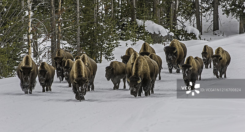 美国野牛，在黄石国家公园的公路上行走，路上还铺着雪图片素材