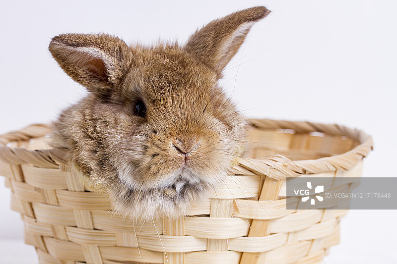 白色背景下的柳条篮子里的小矮人兔子图片素材