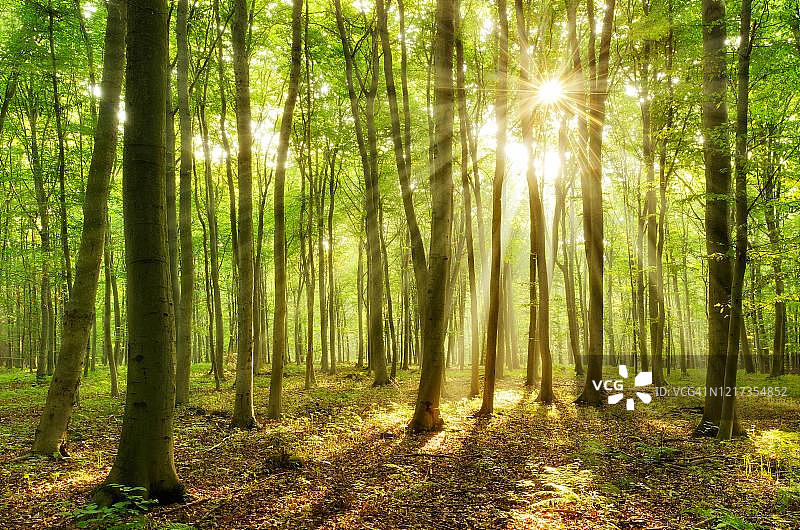 光照充足的山毛榉林，阳光穿过森林，蕨类覆盖森林地面，附近的瑙姆堡，Burgenlandkreis，德国萨克森-安哈尔特图片素材