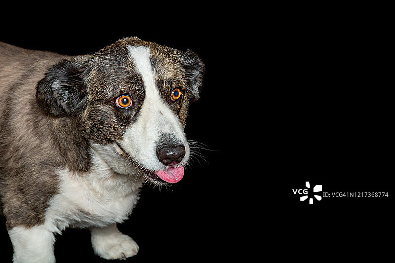 一只柯基狗的肖像从一个黑色的背景上看向远离相机图片素材