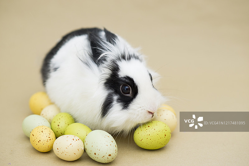 可爱的复活节兔子图片素材
