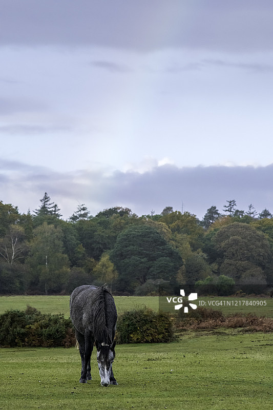 英国汉普郡新森林的小马和彩虹图片素材