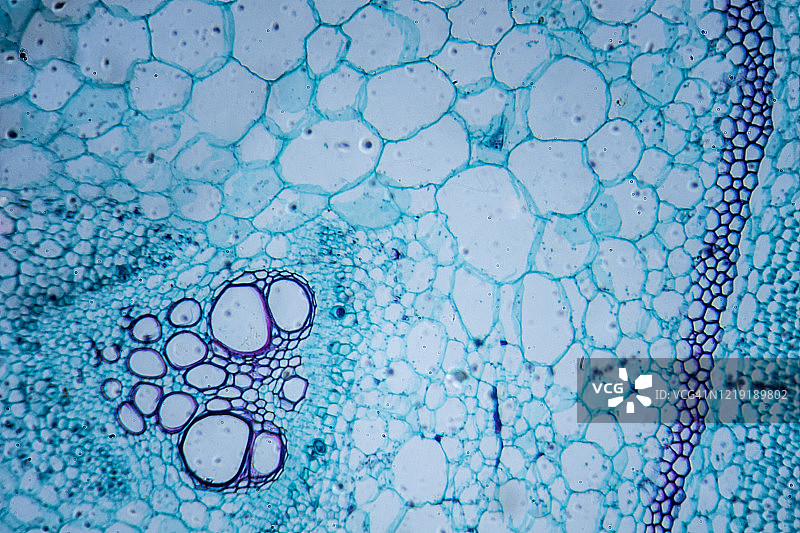南瓜茎(横截面)的显微图像图片素材