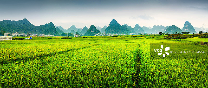 中国广西喀斯特地貌的稻田全景图片素材