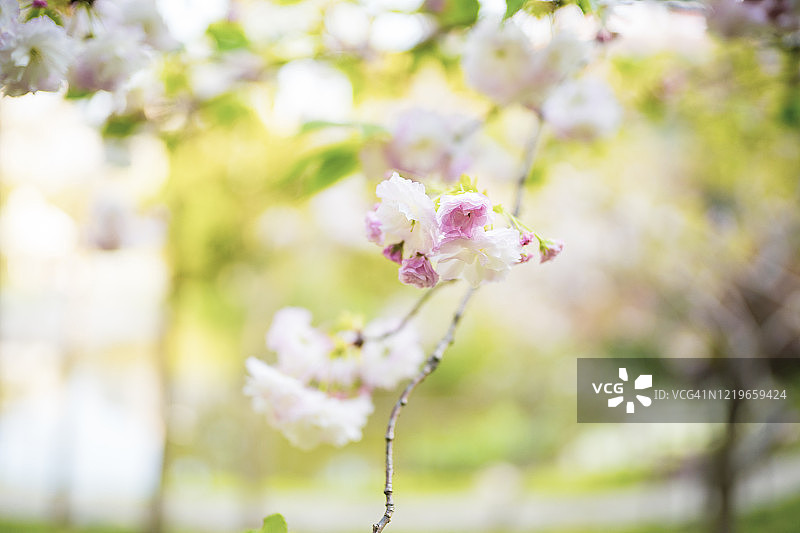 美丽的樱花在春天的时候图片素材