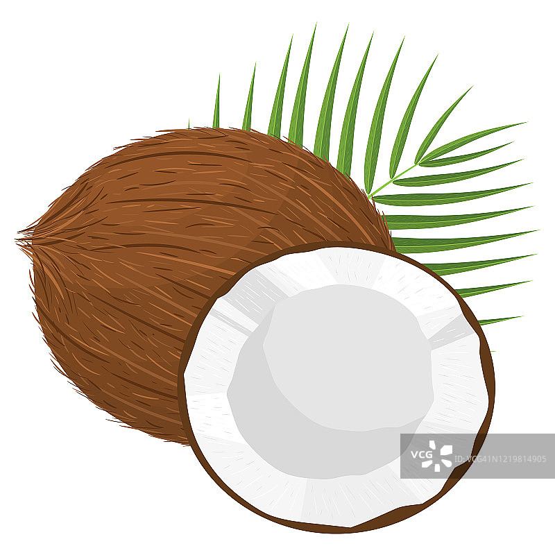 卡通详细的棕色异国情调的整个椰子，一半和绿色的叶子。夏日水果，健康生活方式。有机水果。卡通风格。矢量插图为任何设计。图片素材