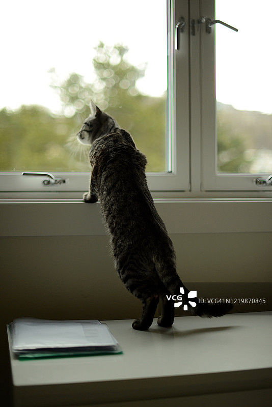一只猫站在窗台边的衣柜抽屉上，向窗外张望图片素材