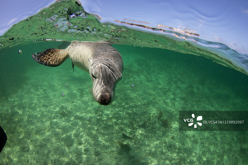 澳大利亚海狮图片素材