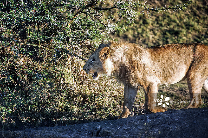 非洲草原上的狮子图片素材