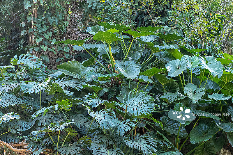 异国情调的热带马兰加植物在Soroa，古巴图片素材