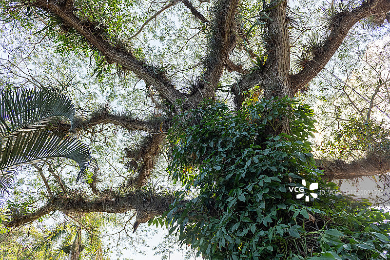 热带树枝和一种马兰加植物爬上树干，古巴Soroa图片素材