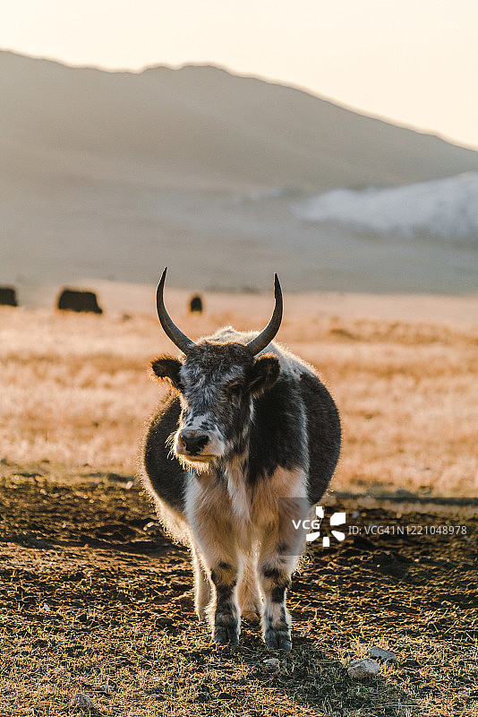 日落时分，蒙古牧场上的牦牛图片素材