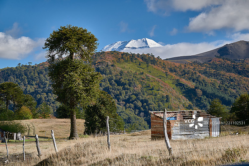 朗基梅火山的景色，有阿劳卡利亚和废弃的小屋-马拉卡胡洛-纳尔卡斯国家公园图片素材
