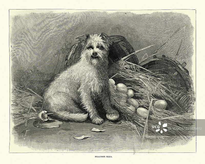 淘气的狗狗抓蛋，荷包蛋，维多利亚19世纪图片素材