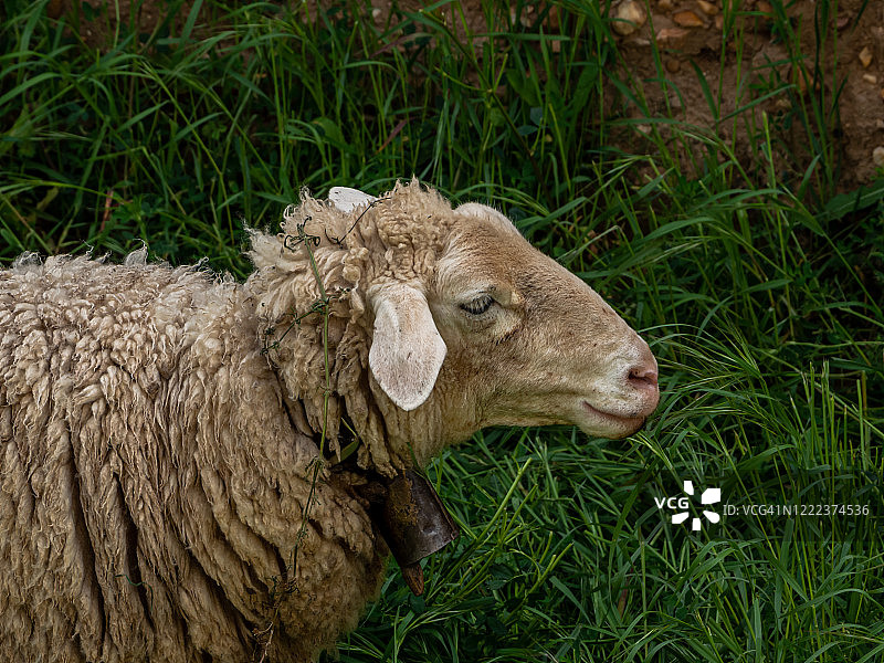 在春天的绿草中，带着牛铃的羊图片素材