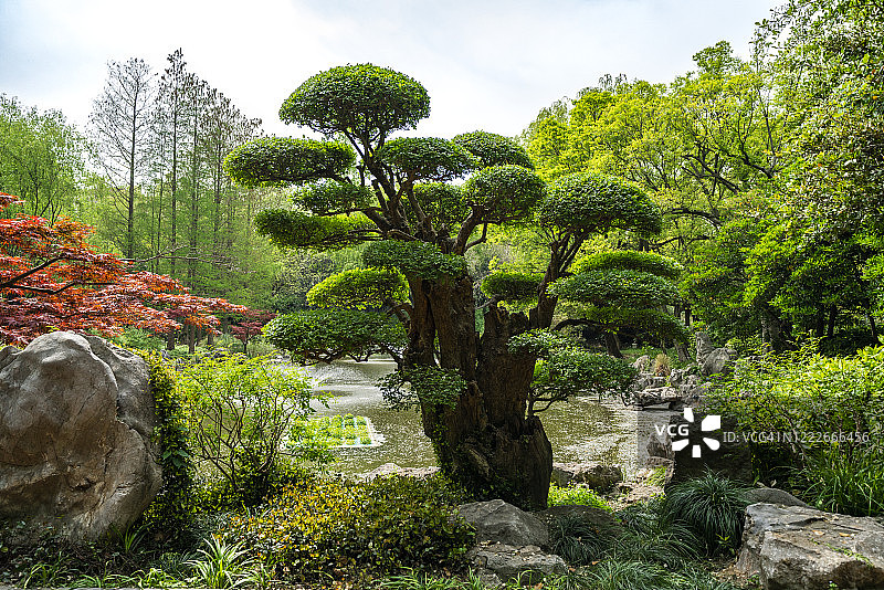 中国盆景树在一个公共花园图片素材
