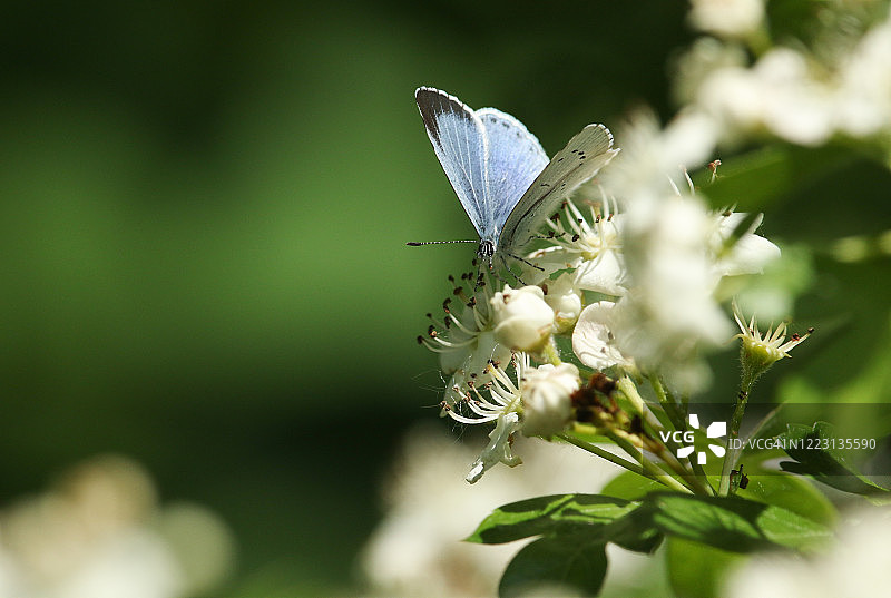 一种美丽的冬青蓝蝴蝶，龙葵，花蜜山楂树在春天开花。图片素材