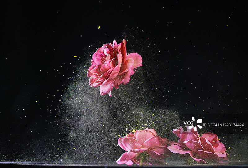 红玫瑰与五彩粉同步高速起舞图片素材