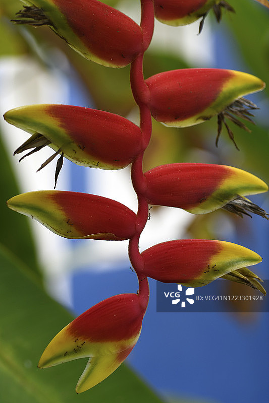 Helicônia或bananeira - decoration (Heliconia rostrata)图片素材