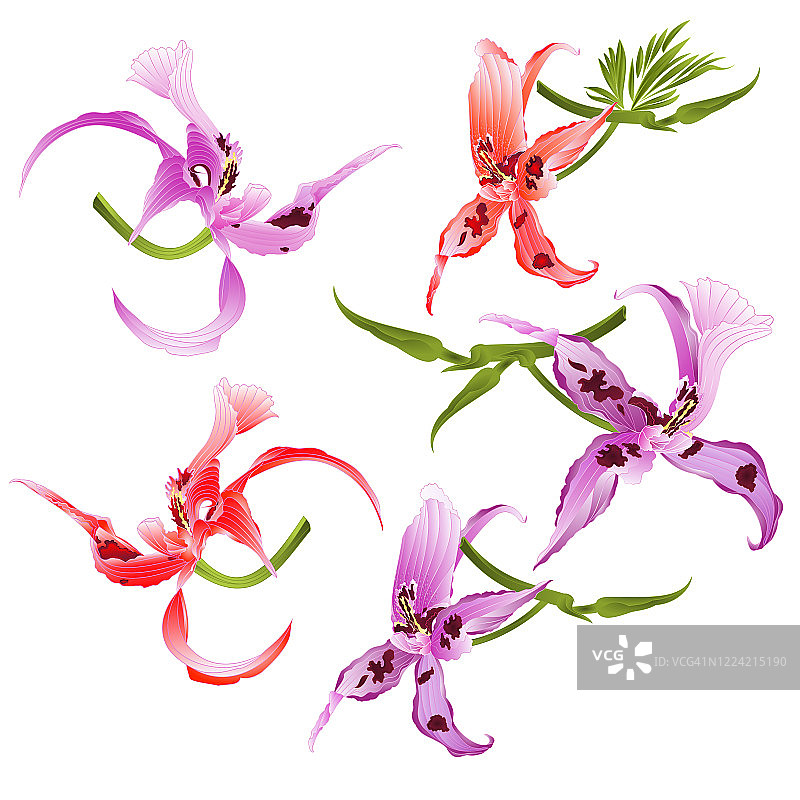 紫色和红色的兰花，金钗石斛斑点紫色和白色和红色的热带花卉设置在白色背景水彩复古矢量插图编辑图片素材