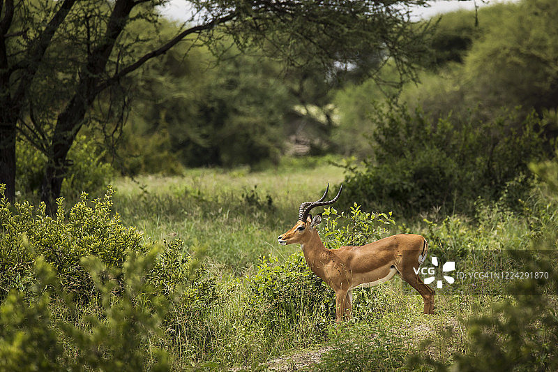 近距离拍摄的黑斑羚图片位于坦桑尼亚国家公园塔兰吉尔的野生动物园图片素材