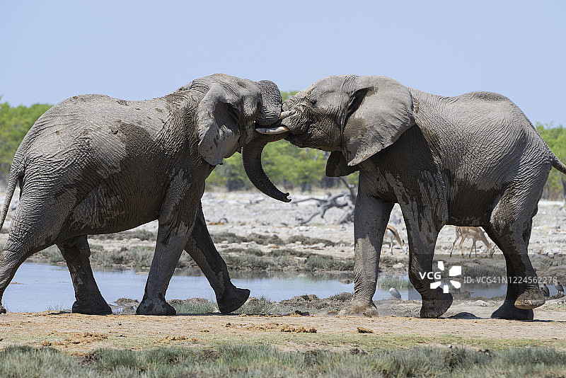 在纳米比亚的埃托沙国家公园，大象和公牛见面打招呼图片素材