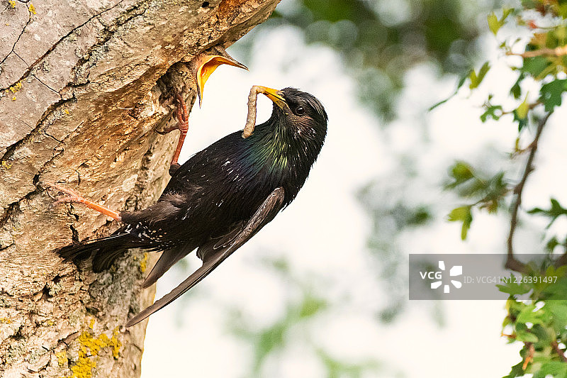 普通的椋鸟，喙中衔着一条虫子喂养它的雏鸟图片素材