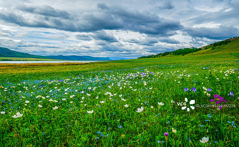 俄罗斯哈卡西亚萨彦山山麓的花圃图片素材