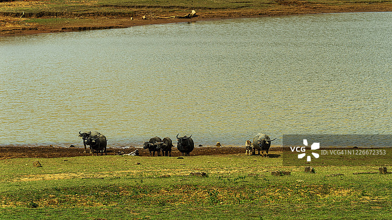 水牛在草地上吃草图片素材