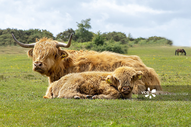 近距离拍摄的美丽的高地奶牛与她的牛犊休息在春天的阳光图片素材