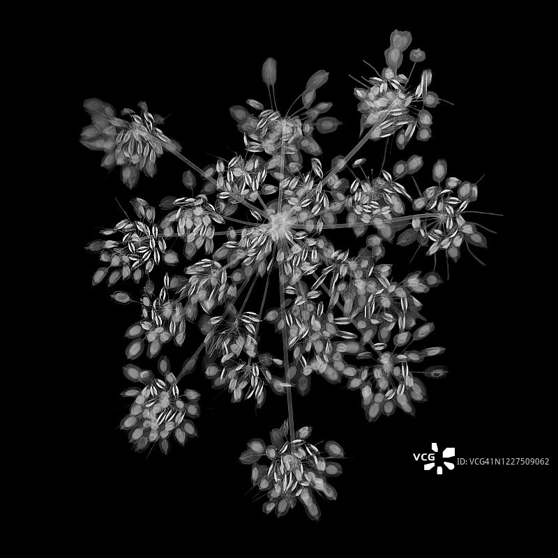 欧芹(Petroselinum crispum)， x射线图片素材