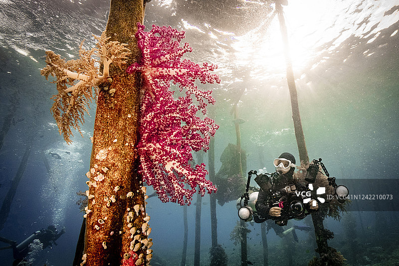 船员和珊瑚下的木制码头与水肺潜水员图片素材