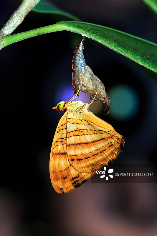蝴蝶在自然界中图片素材