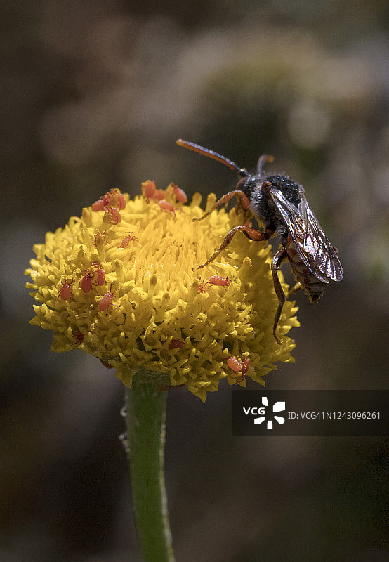 野蜂在黄花上图片素材