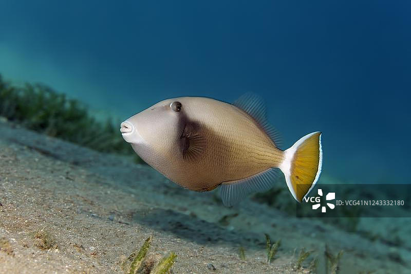 蓝喉触发鱼(Sufflamen albicaudatum)漂浮在沙底，红海，约旦图片素材