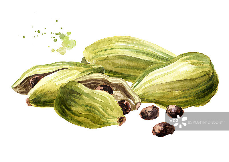 豆荚和种子。超级食物和印度香料。手绘水彩插图孤立的白色背景图片素材