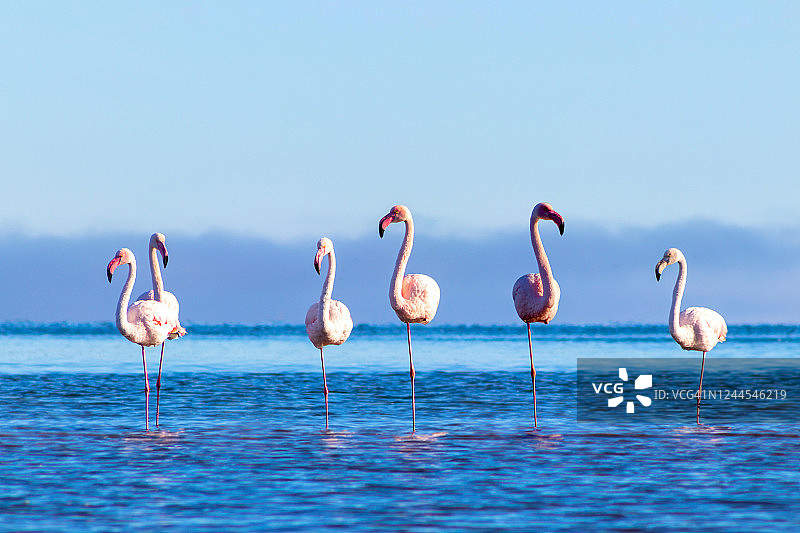 非洲野生鸟类。在一个阳光明媚的日子里，一群粉红色的非洲火烈鸟在蓝色的泻湖上漫步图片素材