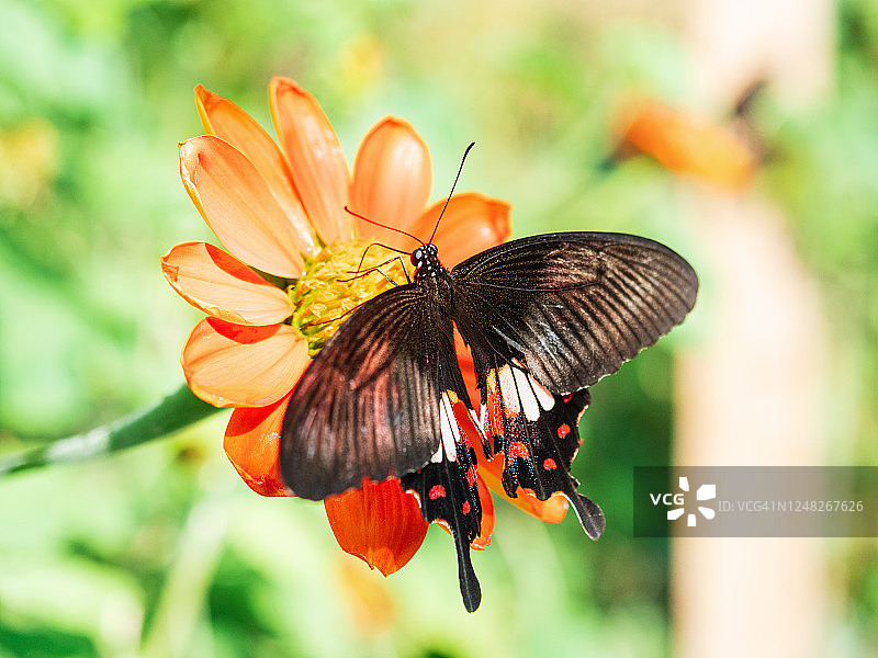 靠近黑色燕尾蝶在红色的花图片素材
