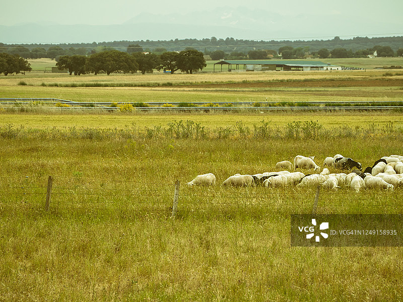 春天乡间的一群羊和牧羊犬图片素材