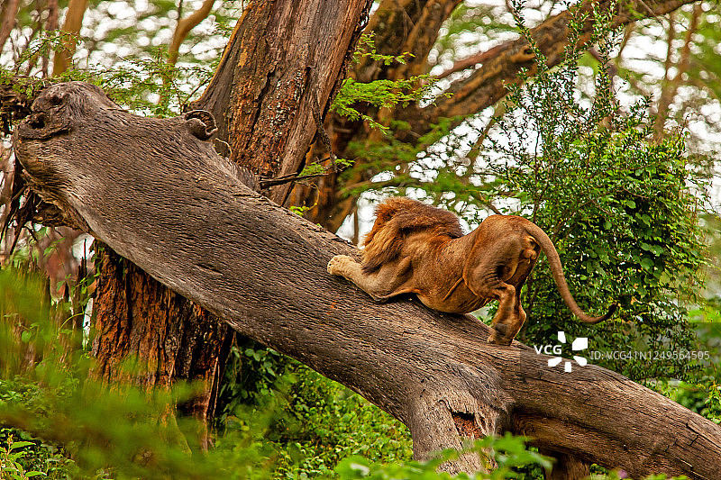 成年雄狮(Panthera leo)的后视图伸展在一棵折断的树干上图片素材
