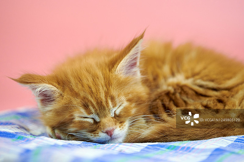 熟睡的缅因猫图片素材