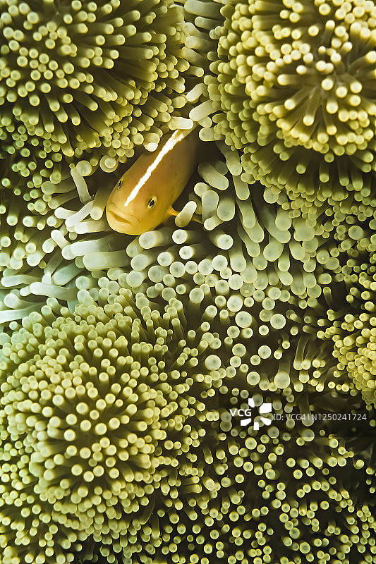 海葵一种寄生在宿主海葵中的臭鼬海葵鱼(海葵海葵)图片素材