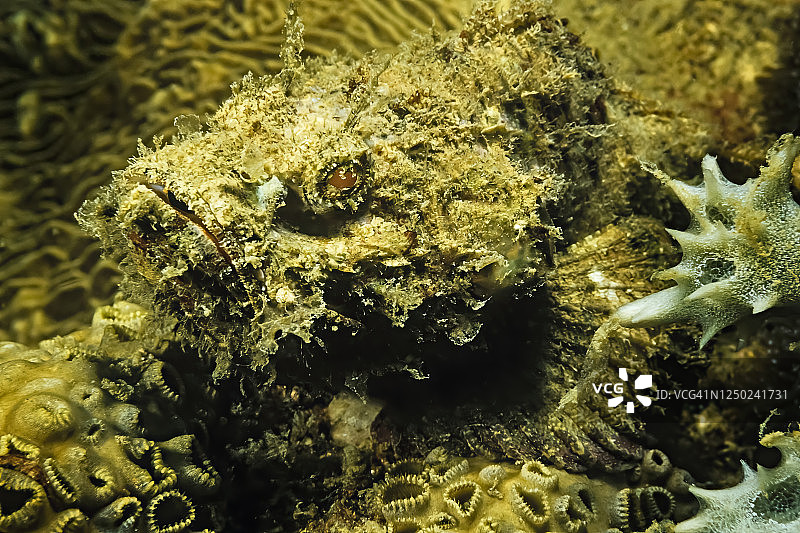 在马达加斯加，一条伪装得很好的蝎子鱼正在珊瑚上休息。图片素材
